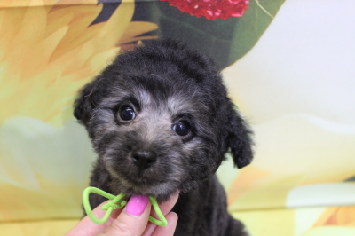 トイプードルブリーダーの子犬、トリミング画像