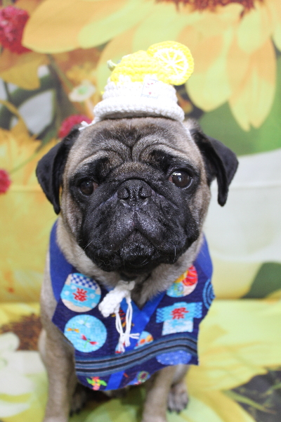 千葉県鎌ケ谷市のパグのトリミング画像