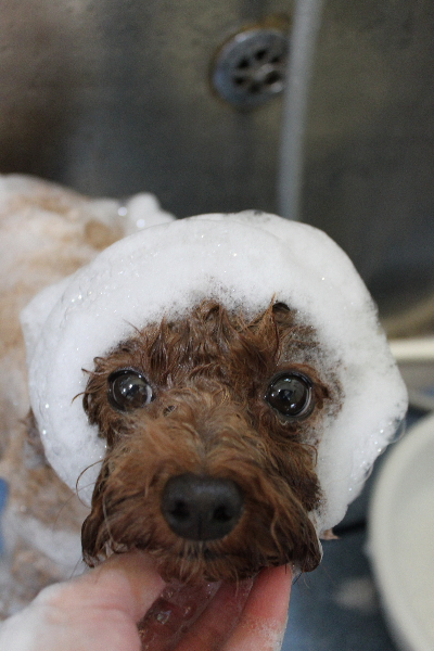 千葉県鎌ケ谷市トイプードルのシャンプー画像