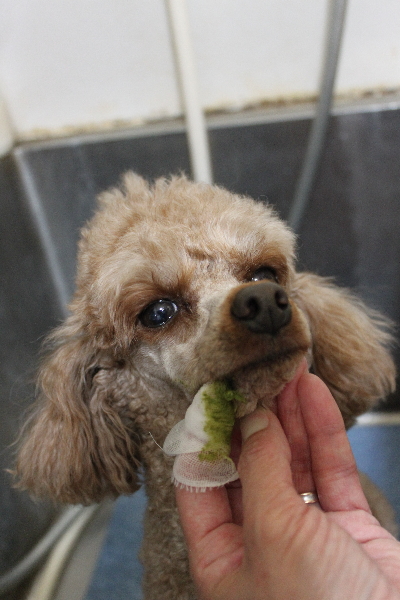 千葉県船橋市のトイプードルの歯磨き画像