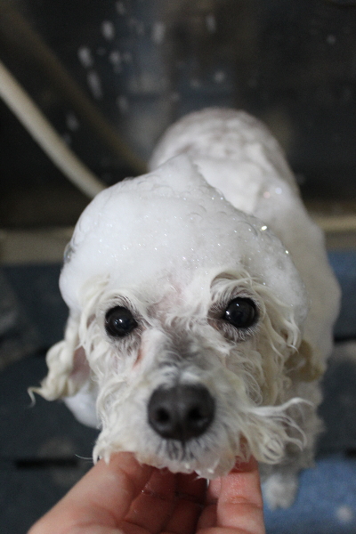 千葉県船橋市のトイプードルのシャンプー画像