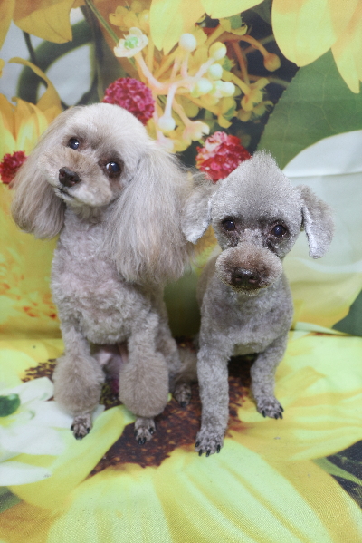 千葉県船橋市のトイプードルのトリミング画像