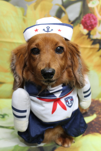 千葉県鎌ケ谷のミニチュアダックスのトリミング画像