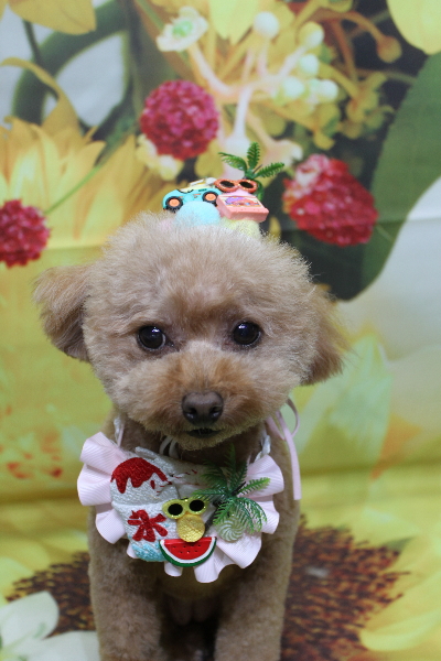 千葉県船橋市のトイプードルのトリミング画像