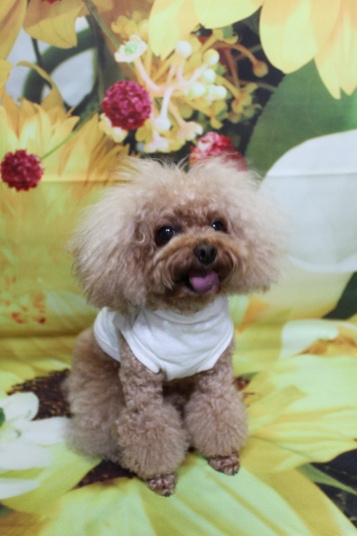 千葉県千葉市のトイプードルのトリミング前画像