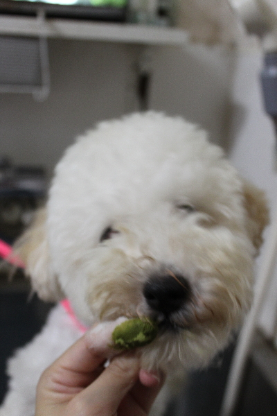 千葉県船橋市のトイプードルの歯磨き画像