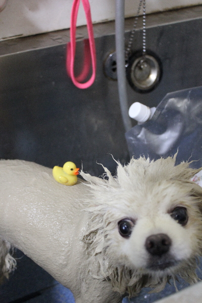 千葉県船橋市のポメラニアンの泥パック画像