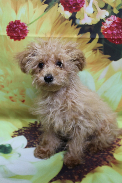 千葉県千葉市のトイプードルのトリミング前画像