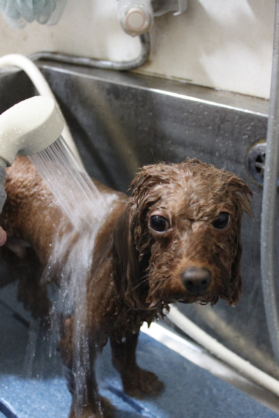 千葉県市川市のトイプードルのオゾンシャワー画像