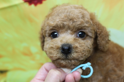 トイプードルブリーダーの子犬、トリミング画像