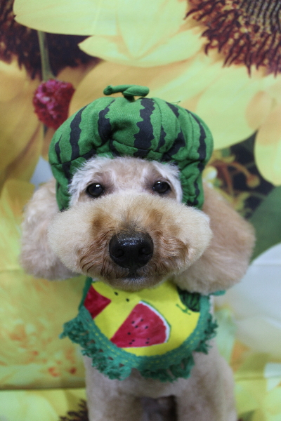 千葉県船橋市のトイプードルのトリミング画像