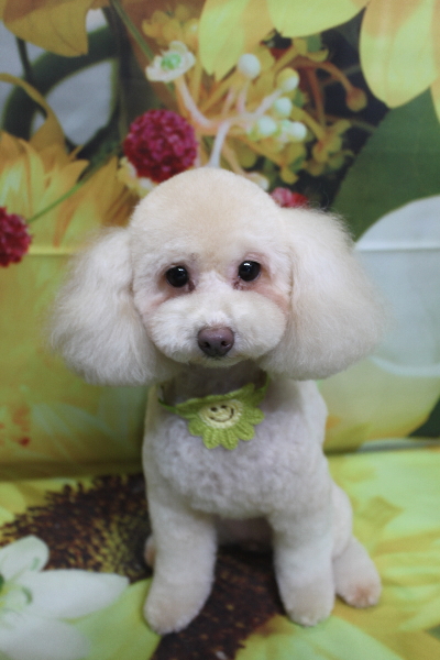 千葉県船橋市のトイプードルのトリミング画像