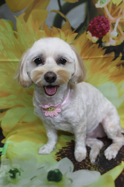 千葉県鎌ケ谷市のミックス犬のトリミング画像