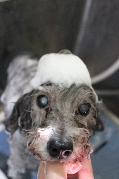 千葉県船橋市のトイプードルのシャンプー画像