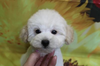 トイプードルブリーダーの子犬、トリミング画像