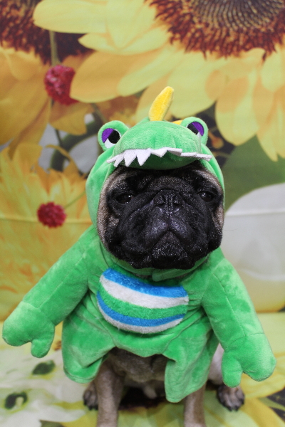 千葉県鎌ケ谷市のパグのトリミング画像