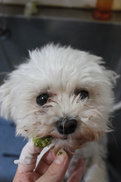 千葉県鎌ケ谷市のミックス犬の歯磨き画像