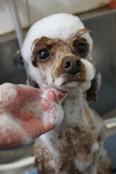 千葉県船橋市のトイプードルのシャンプー画像