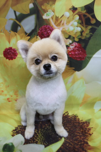 千葉県船橋市のポメラニアンのトリミング画像