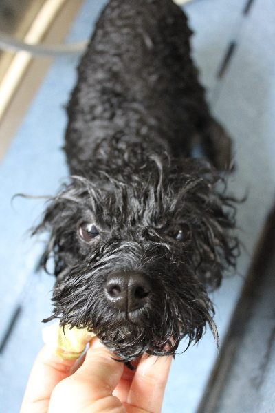 千葉県鎌ヶ谷市のトイプードルの歯磨き画像