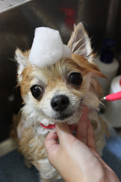 千葉県船橋市のミックス犬のシャンプー画像