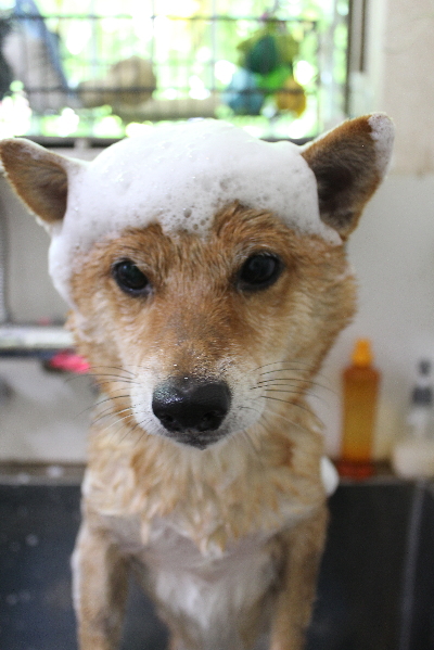 千葉県船橋市の豆柴のシャンプー画像