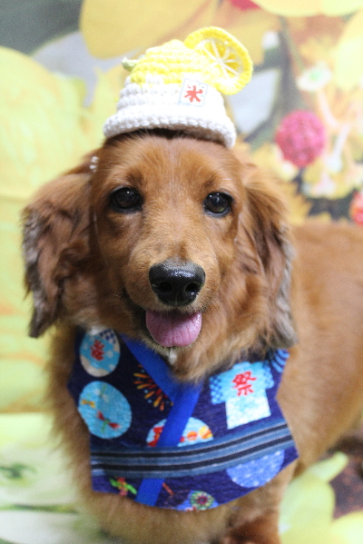 千葉県鎌ケ谷のミニチュアダックスのトリミング画像