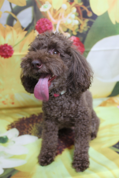 千葉県千葉市のトイプードルのトリミング前画像