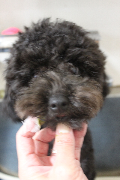 千葉県船橋市のトイプードルの歯磨き画像