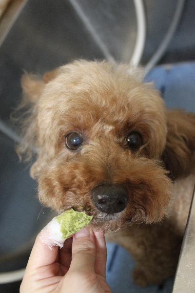 千葉県船橋市のトイプードルの歯磨き画像