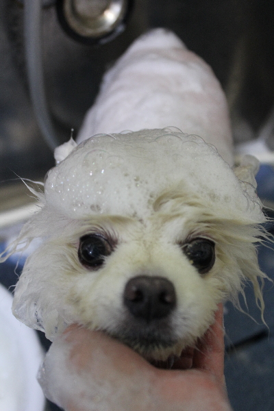 千葉県船橋市のポメラニアンのシャンプー画像