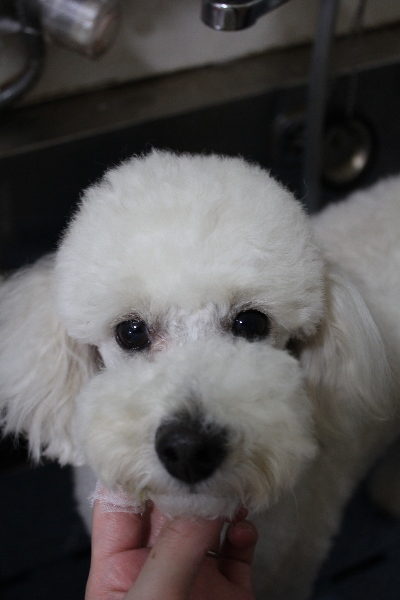 千葉県鎌ヶ谷市のトイプードルの歯磨き画像