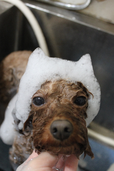 千葉県市川市のトイプードルのシャンプー画像