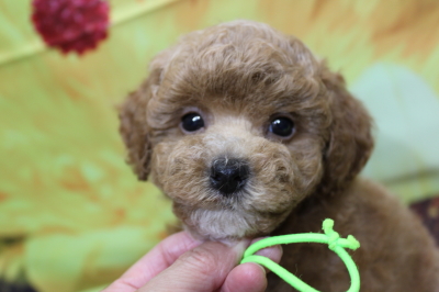 トイプードルブリーダーの子犬、トリミング画像