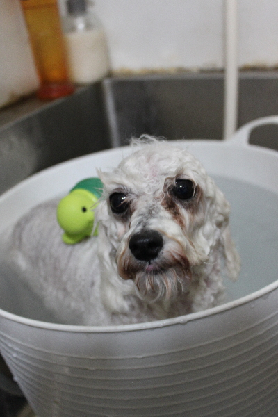 千葉県市川市のトイプードルの炭酸泉画像