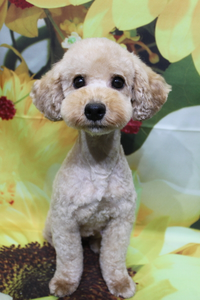 トイプードルブリーダーの成犬、トリミング画像