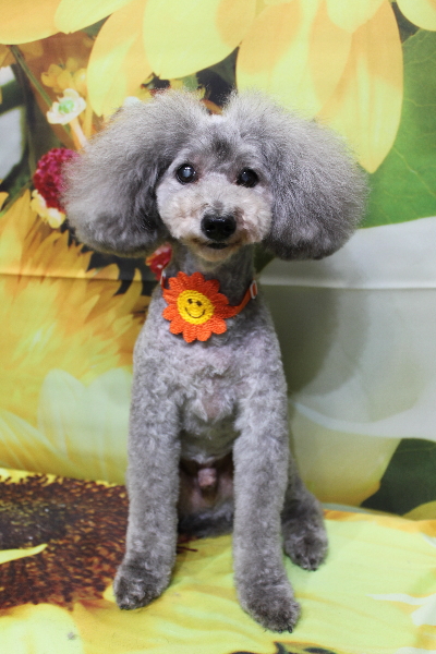 千葉県船橋市のトイプードルのトリミング画像