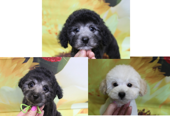 トイプードルブリーダーの子犬、トリミング画像