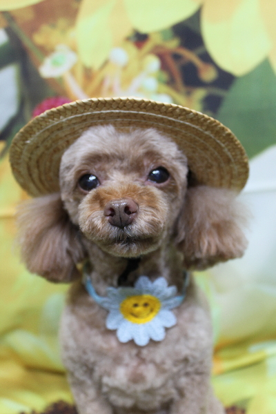 千葉県船橋市のトイプードルのトリミング画像