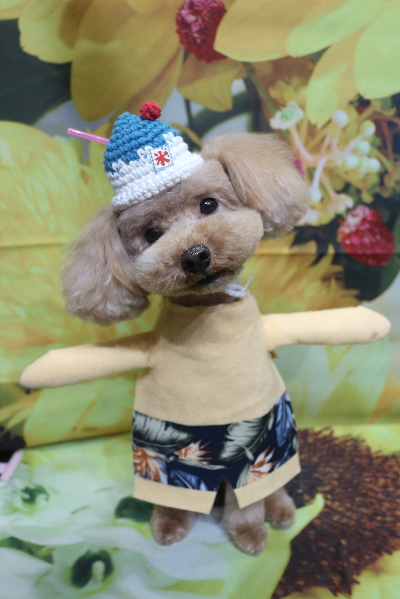 千葉県船橋市のトイプードルのトリミング画像