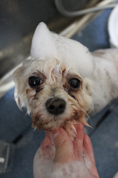 千葉県鎌ケ谷市のミックス犬のシャンプー画像