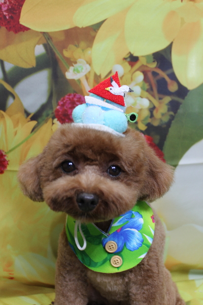 千葉県鎌ケ谷市トイプードルのトリミング画像