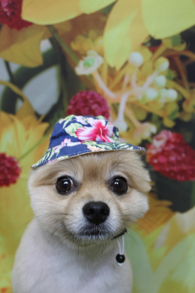 千葉県船橋市のポメラニアンのトリミング画像