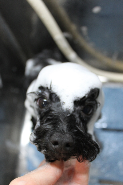 千葉県鎌ヶ谷市のトイプードルのシャンプー画像