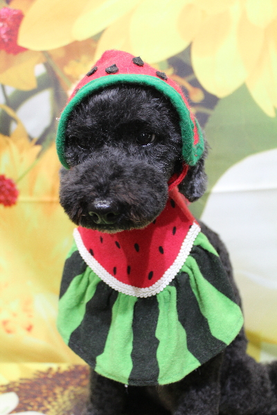 千葉県松戸市のトイプードルのトリミング画像