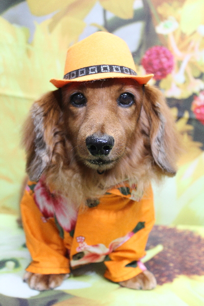 千葉県鎌ケ谷のミニチュアダックスのトリミング画像