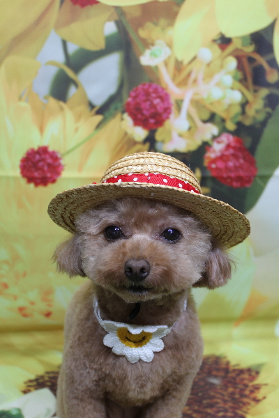 千葉県船橋市のトイプードルのトリミング画像