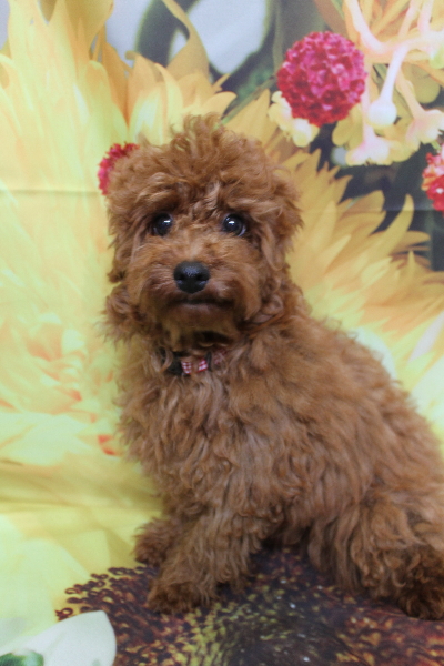 千葉県鎌ヶ谷市のトイプードルのトリミング前画像