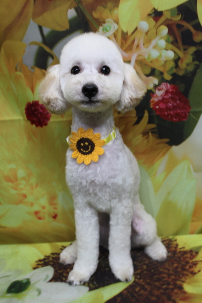 千葉県船橋市のトイプードルのトリミング画像