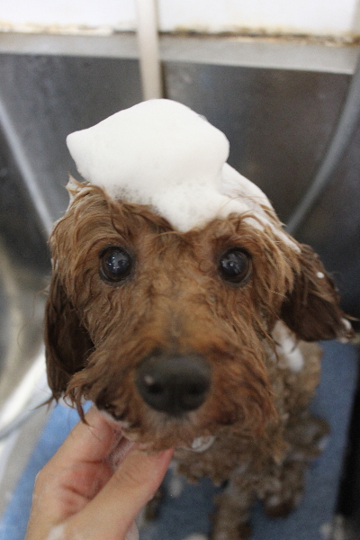 千葉県船橋市のトイプードルのシャンプー画像